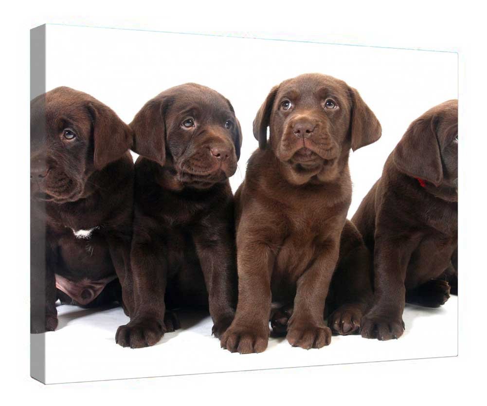 Toile de chiens entrelacés déco murale cadre bois prête à suspendre