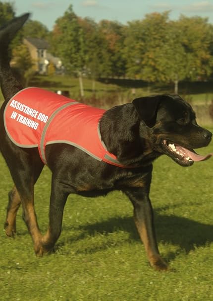 assistance dog coat