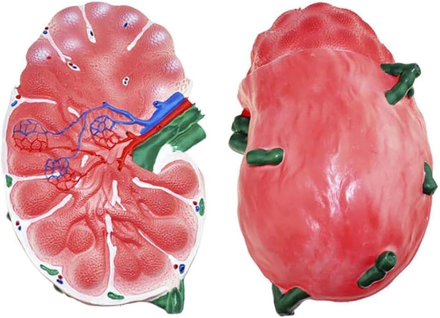 Model węzłów chłonnych człowieka, model anatomiczny powiększonych węzłów chłonnych, dwustronny w celu ukazania głównych cech anatomicznych, do szkół, szpitali, klinik i laboratoriów.