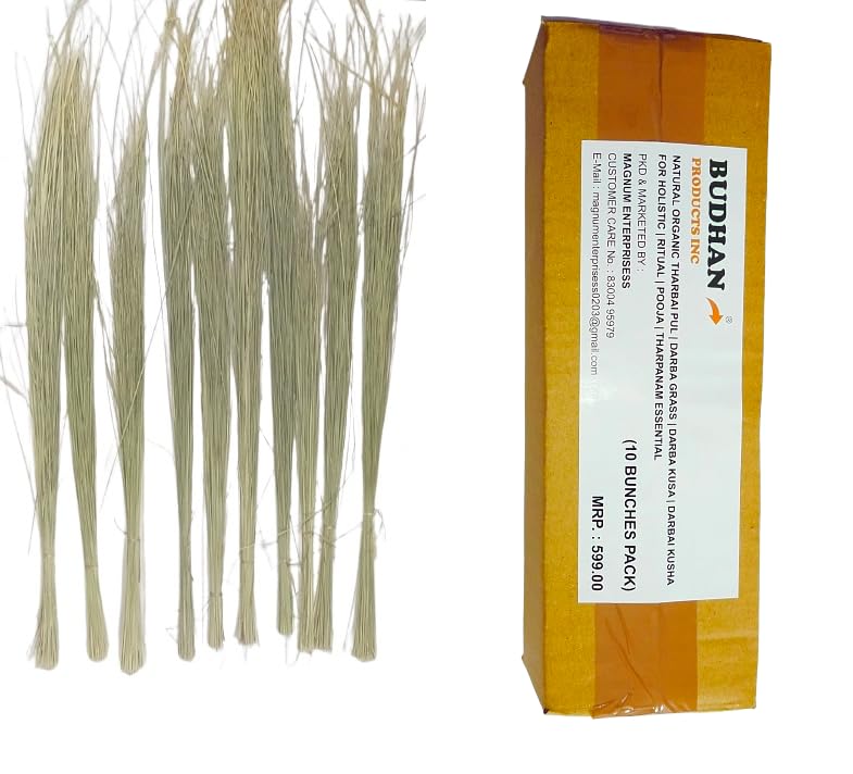 BUDHAN Natural Organic THARBAI PUL, DARBA GRASS, DHARBA KUSA (10 BUNCHES) Darbai pul for Holistic pooja / Tharpanam essential
