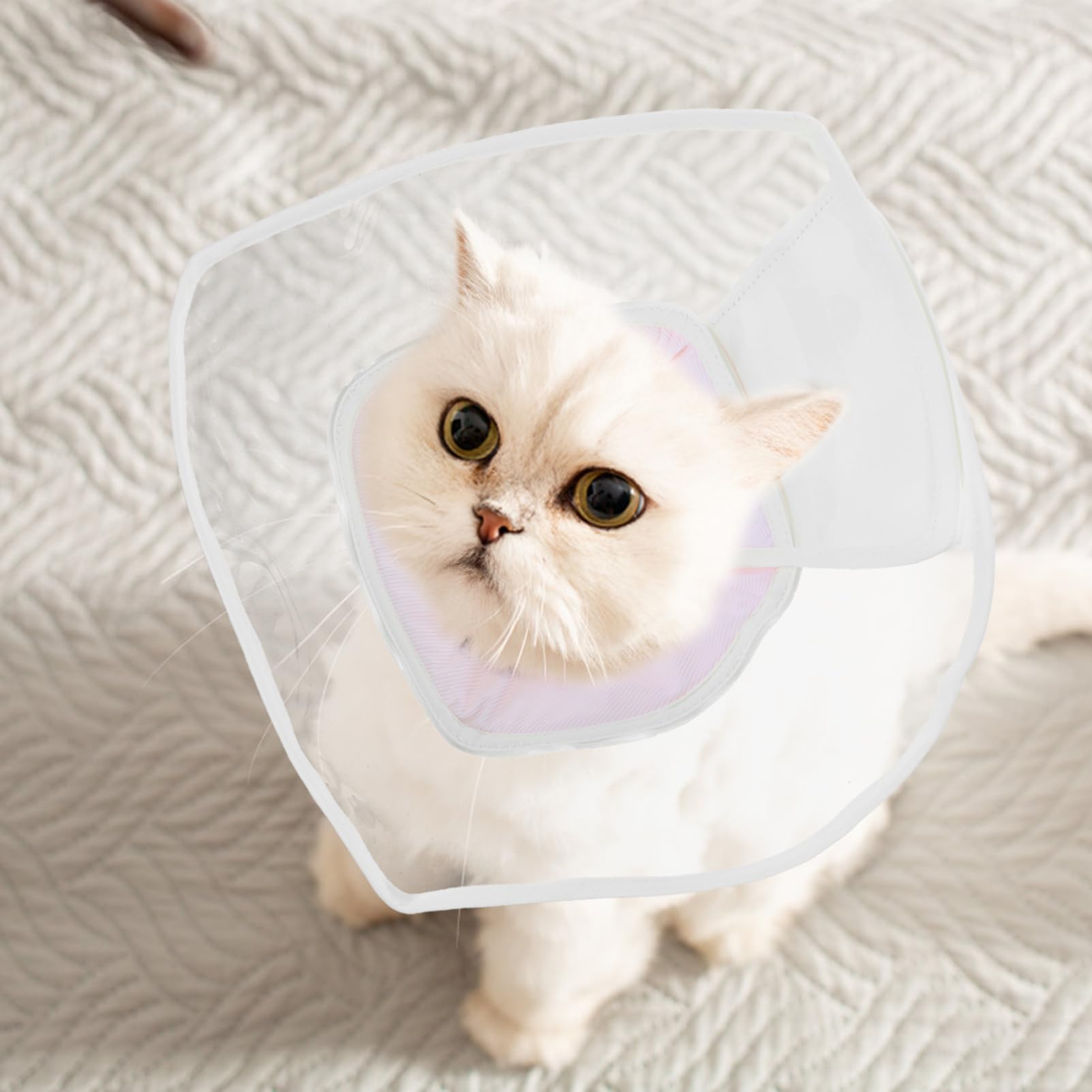 INOOMP 4piezas Collar Cono para Gatos Cono De para Detener Lamer y Rasguñar Collar Protector y Cómodo para