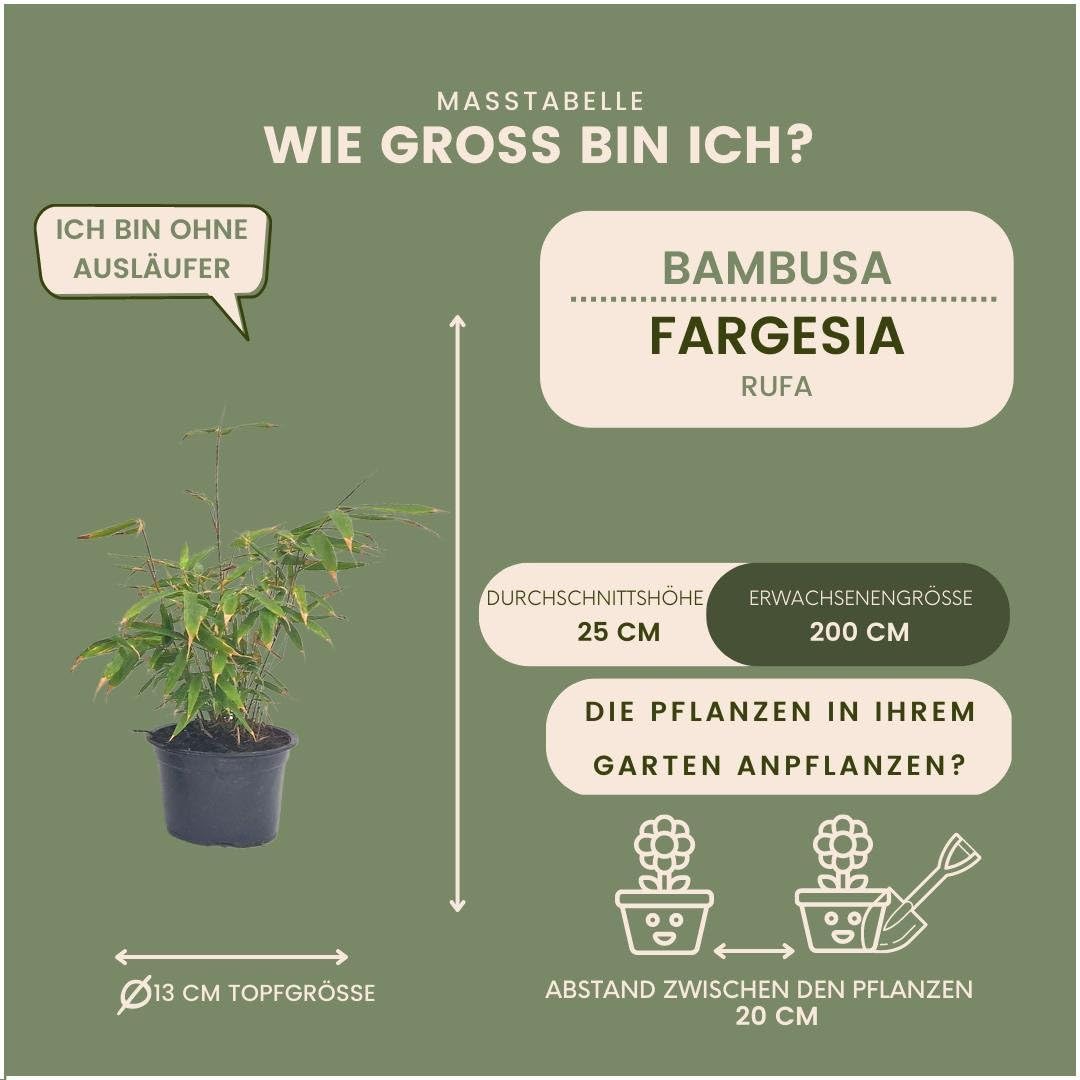 Bambù Fargesia Rufa - Confezione da 6