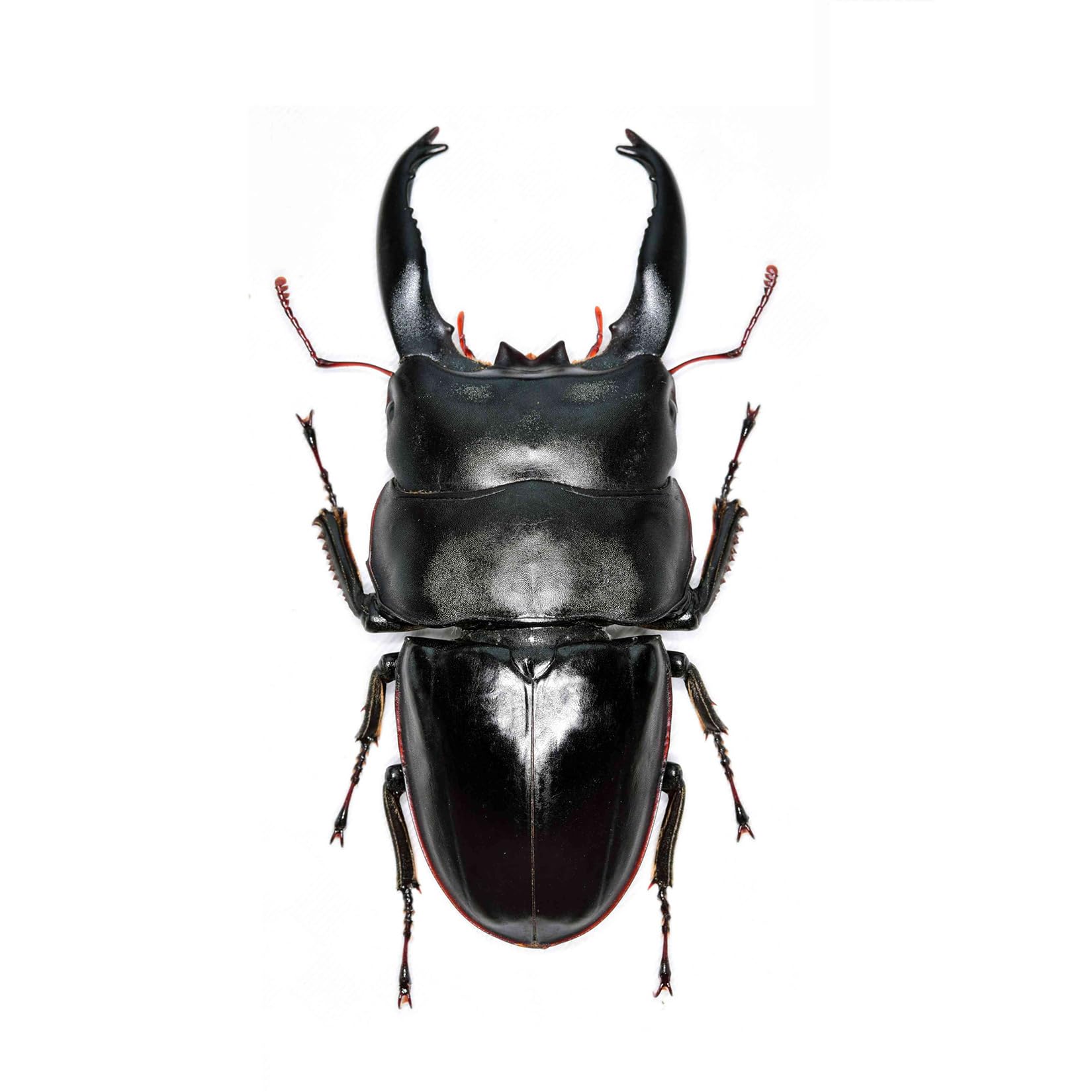 Amazon.com: WLNTDOLA Dorcus Alcides Model Fridge Magnet Insect
