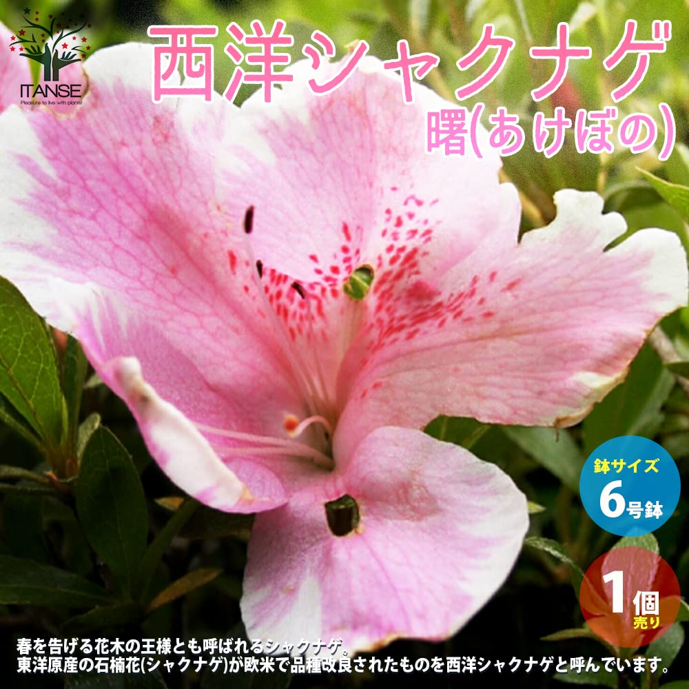 シャクナゲ12寸法ボリュームある写真品物です Amazon.co.jp: 西洋シャクナゲ(石楠花) 6号鉢 品種：曙(あけぼの