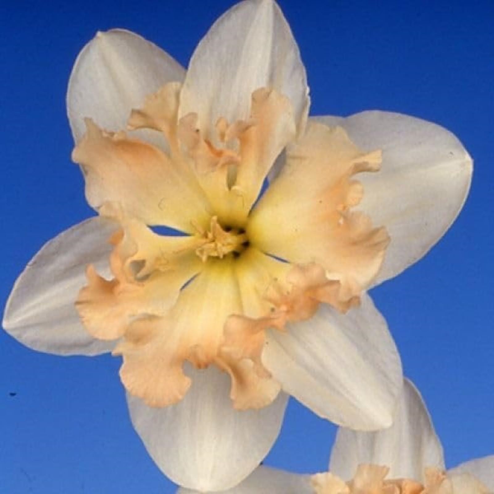 Narcissus Bulbs for Planting Now UK,Daffodil Bulbs,Flowering Rhizome,Greening Flower,Excellent Display Indoor Perennial Balcony Garden Bulbs.-8Bulbs-D