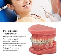 Vista 2 de Modelo de cuidado de dientes, 28 piezas de resina de dientes enseñanza con soportes de metal, modelo de dientes para estudiantes, modelo de dientes