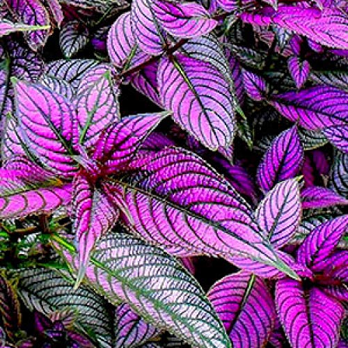 See full amazon price history chart for Al Falah Gardens Persian Shield | Peacock Plant | Strobilanthes Dyeriana | Ornamental Plants (Pack of 1) Al Falah Gardens Persian Shield | Peacock Plant | Strobilanthes Dyeriana | Ornamental Plants (Pack of 1) (B0BNDSRBGQ) Amazon Price History, Amazon Price Tracker