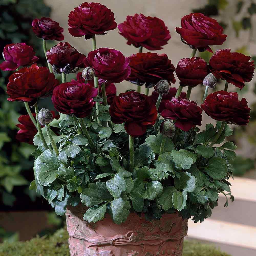 Imported Ranunculus Flower Bulbs Purple Colour For ALL Season Gardening pack of 1