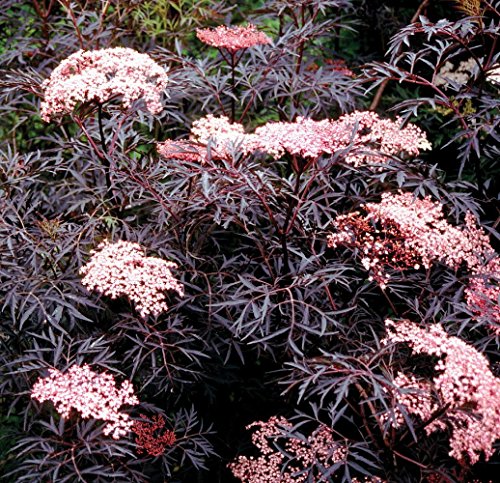 Hirt's Gardens Black Lace® Elderberry - Sambucus - Proven Winners - 4' Pot