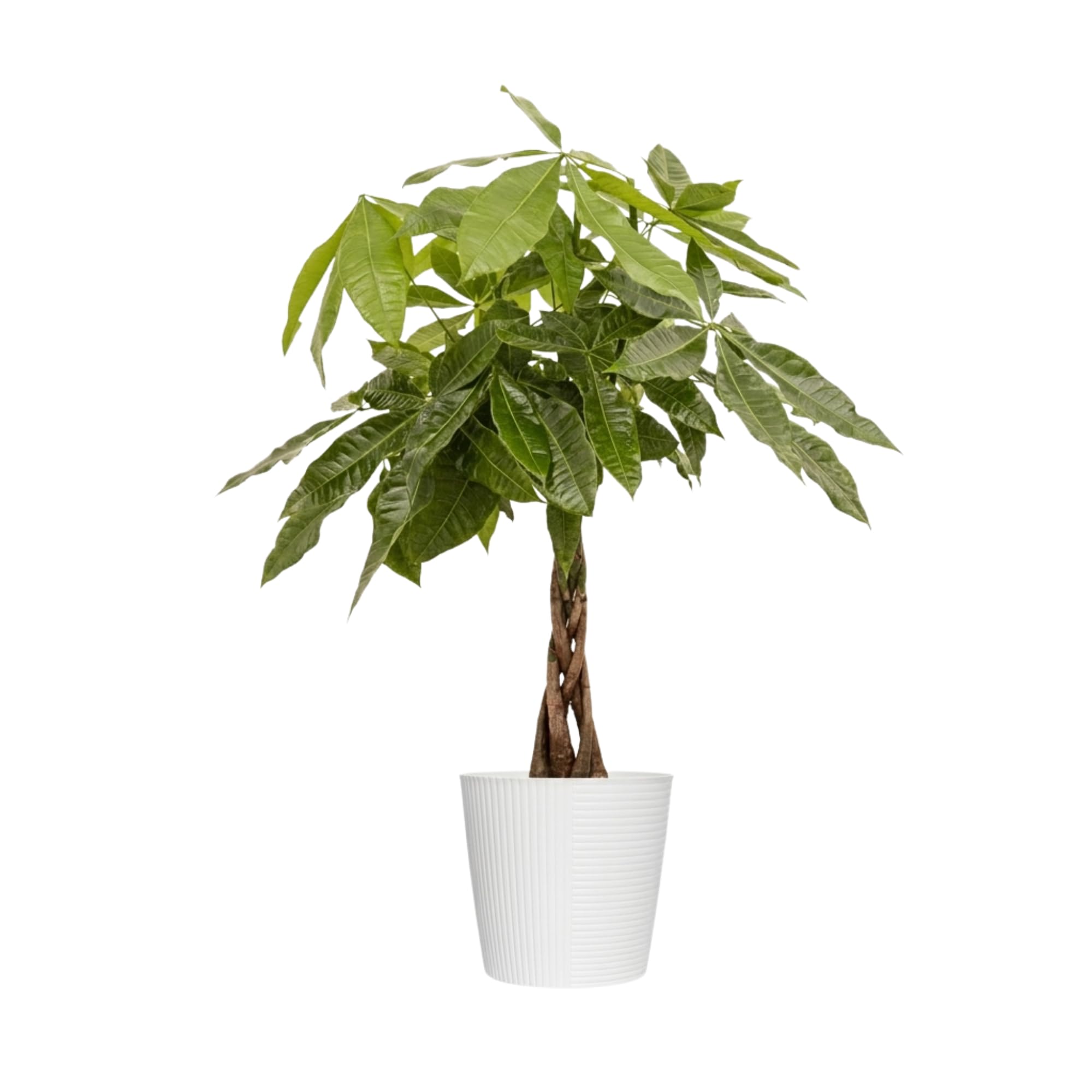 United Nursery Money Tree