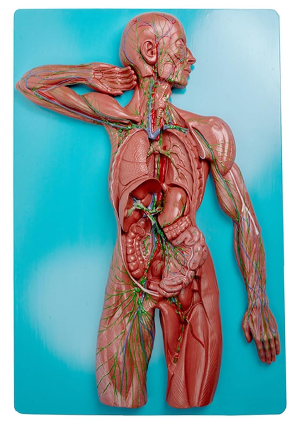 Pomoce dydaktyczne do nauki modelu anatomii naczyń limfatycznych i węzłów chłonnych człowieka, anatomiczny model układu odpornościowego, materiał PVC, przezroczysta faktura, nadnercza do demonstracji.