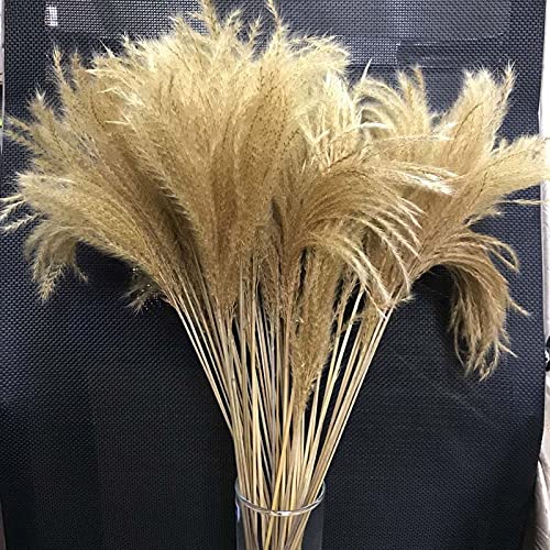 Pampas Grass Large 10-15CM/40PCS Ramo Seco Decorativo miniatura 2