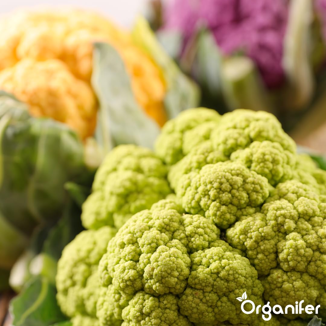 Blumenkohl Flüssigdünger - 10L - NPK 2-1-8 | Flüssig-Pflanzendünger Für Kräftige Köpfe & Gesunde Blätter - Fördert Wurzeln & Vitalität - Organifer