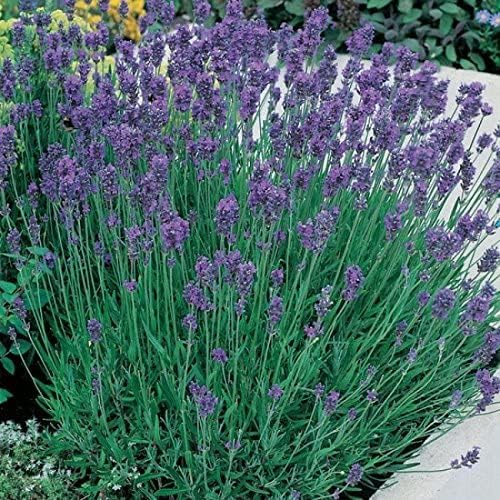 English Lavender Augustifolia 'Munstead' Perennial Garden Plug Plants