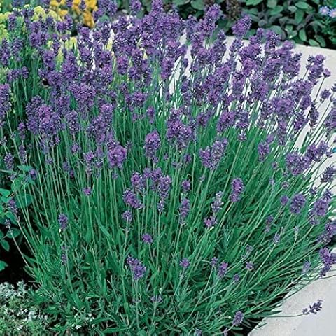 English Lavender Augustifolia 'Munstead' Perennial Garden Plug Plants (Pack of 6) Cover