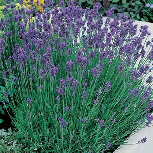 English Lavender Augustifolia 'Munstead' Perennial Garden Plug Plants (Pack of 6)