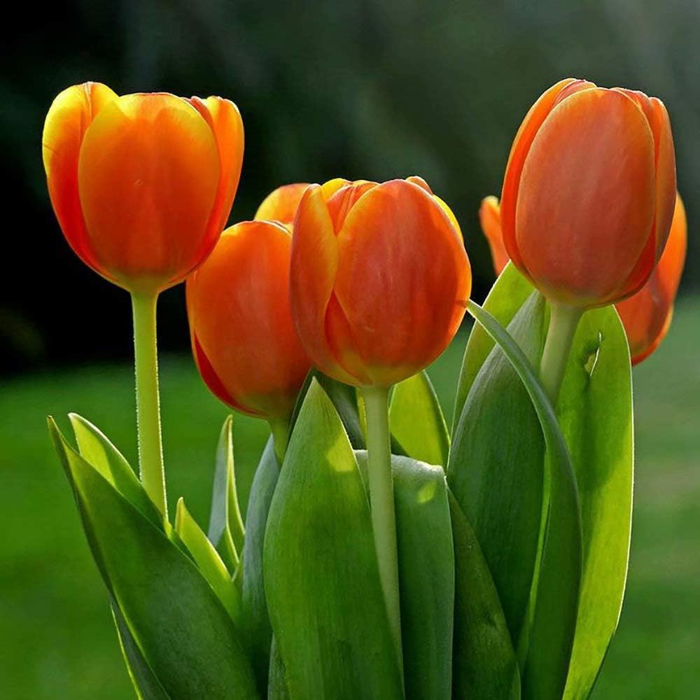 Amazon Co Jp オレンジ色チューリップ球根ロマンス中庭カラフル香りのよい強い根高品質 10球根 家電 カメラ