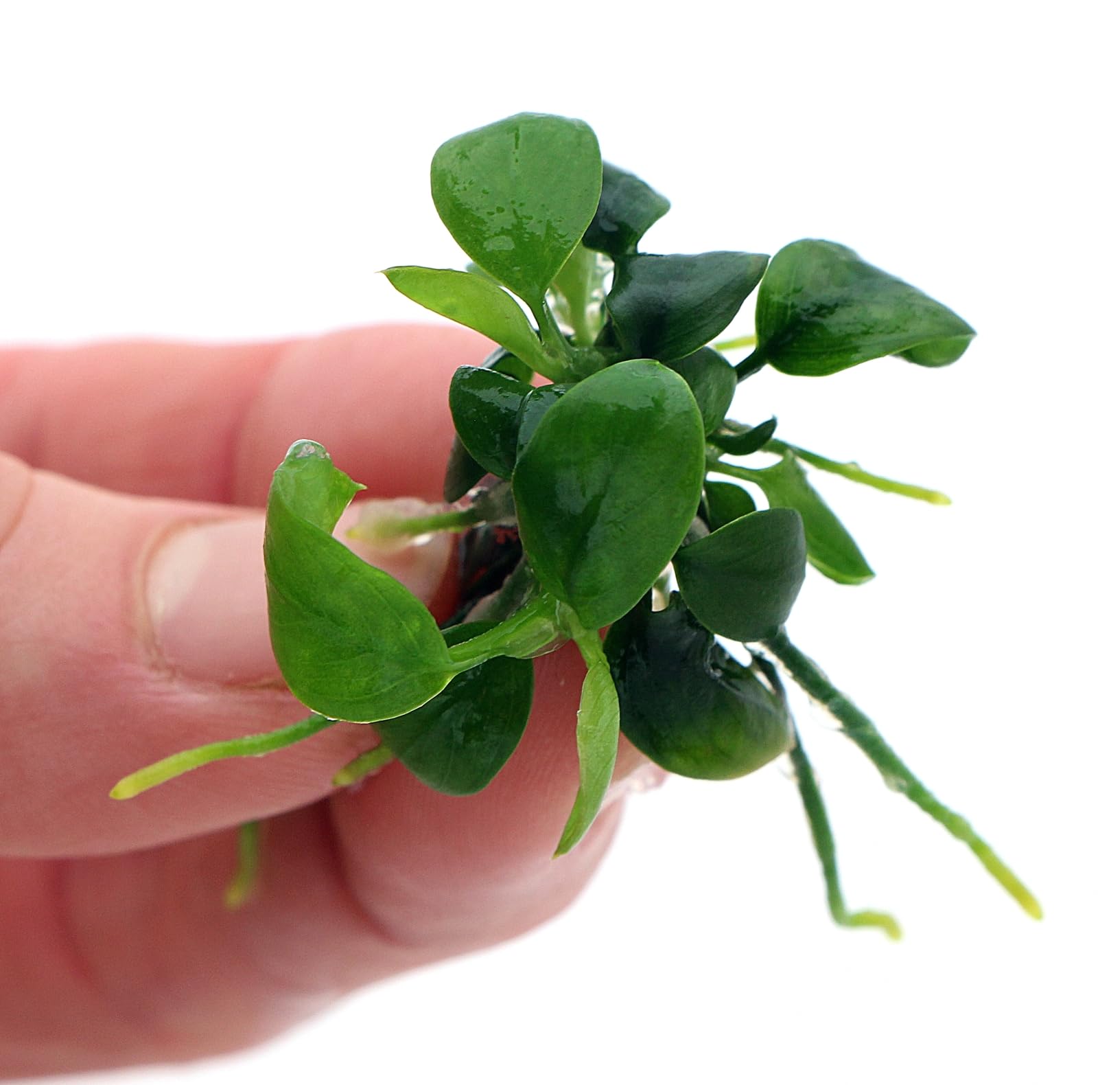 Anubias Nana Petite in Vitro Live Aquarium Plant Freshwater Tropical Tank K2aqua