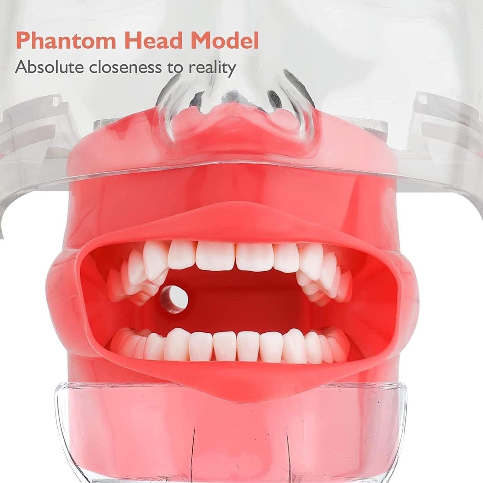 Zahnärztliches Phantomkopfmodell, Zahnärztliche Übungskopf-Simulator Mit Tischhalterung, Stomatologisches Bionisches Kopfmodell Für Zahnärzte Und Zahnärztliche Assistenten
