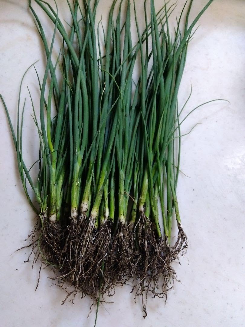 寒蘭-25249-2HH 交配No.22 紺覆輪 苗 交配種 Yahoo!オークション