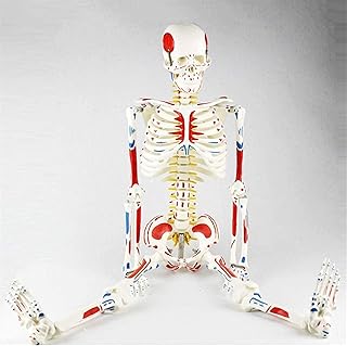 Study Model 85Cm Human Skeleton Model with Flexible Spine, Muscle Insertion and Origin Points,Medical Models & Educational Materials SaiFei