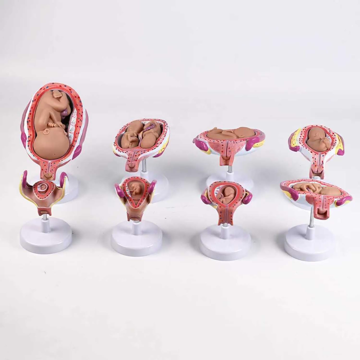Model rozwoju ludzkiego zarodka, 8-częściowy zestaw ciążowy ze zdejmowanymi częściami, zestaw anatomiczny z PCW do komunikacji lekarz-pacjent