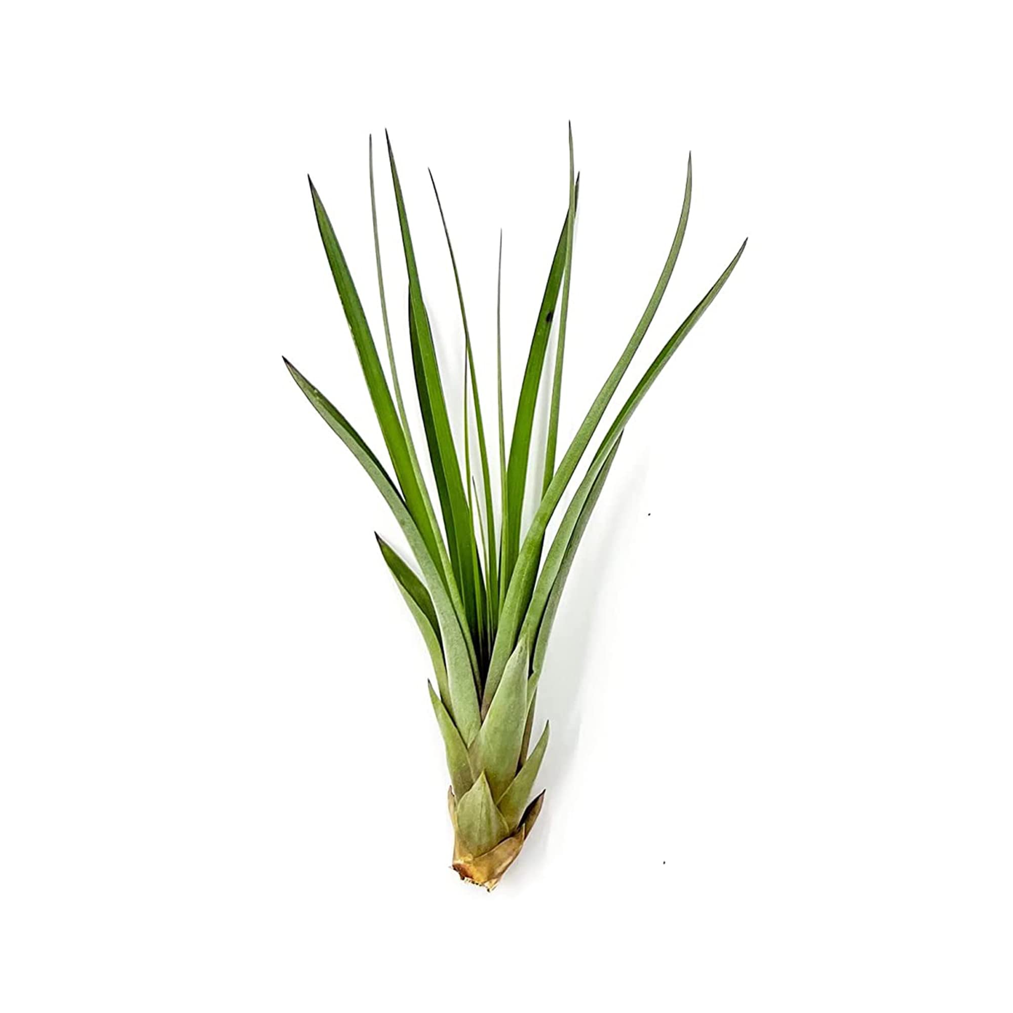 ragnaroc Air Plants - Tillandsia Fasciculata Tricolor, Large 4-6" - 1ct - Live Arrival Guaranteed - House Plants for Home Decor & Gift