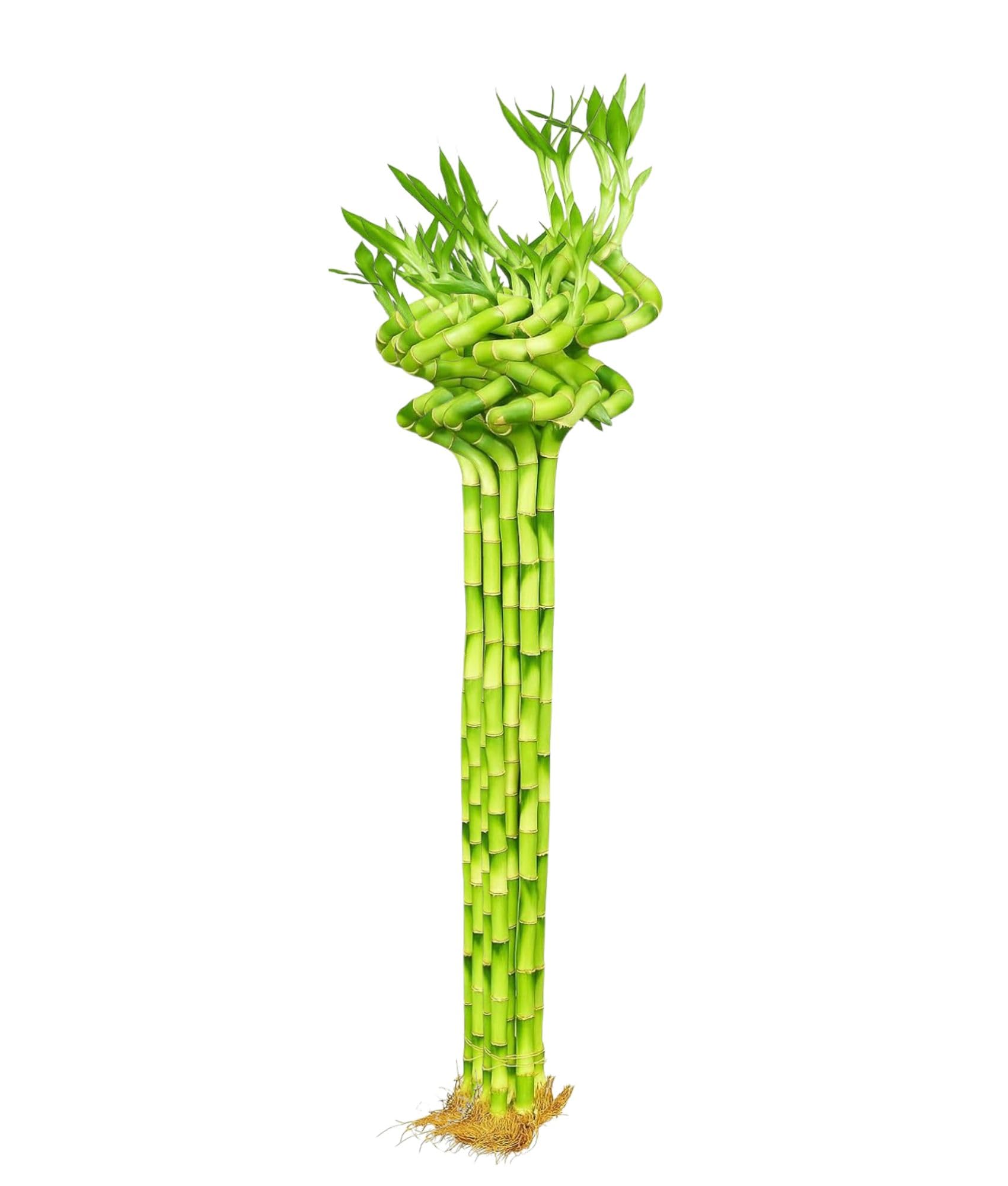 Spiral Lucky Bamboo - Good Luck Plant -9 Spiral Lucky Bamboo - Good Luck Plant -9