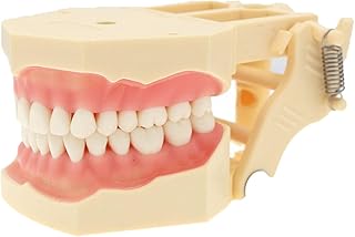 Dentalmall Restorative Typodont Teeth Model Frasaco AG3 Type 32Pcs Removable Teeth (M8014 - Teeth Model)