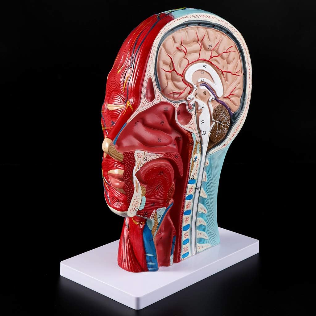 BloomingJS Human Anatomy Model Human Anatomical Half Head Face Anatomy Medical Brain Neck Median Section Study Model Nerve Blood Vessel for Teaching