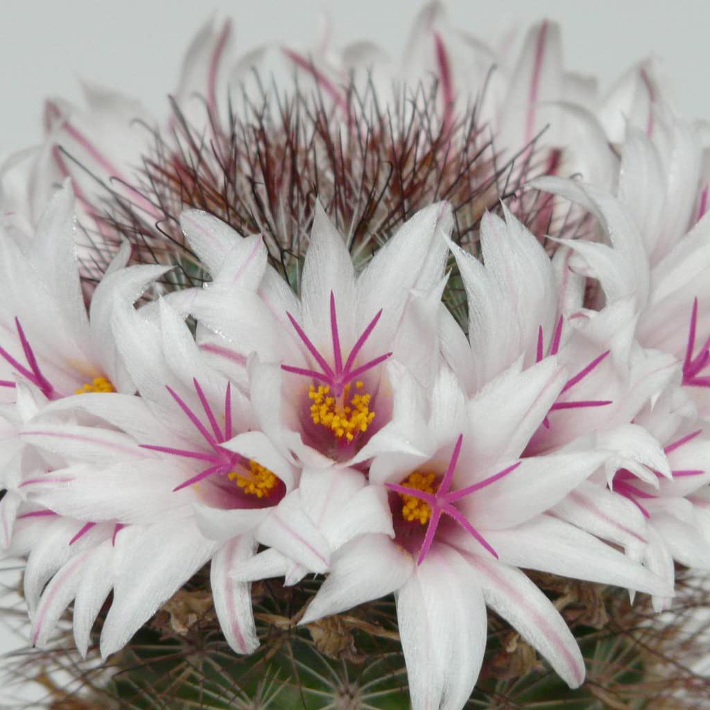 Mammillaria Mixed Cactus Tropical House Plant 15 Fresh Rare Seeds