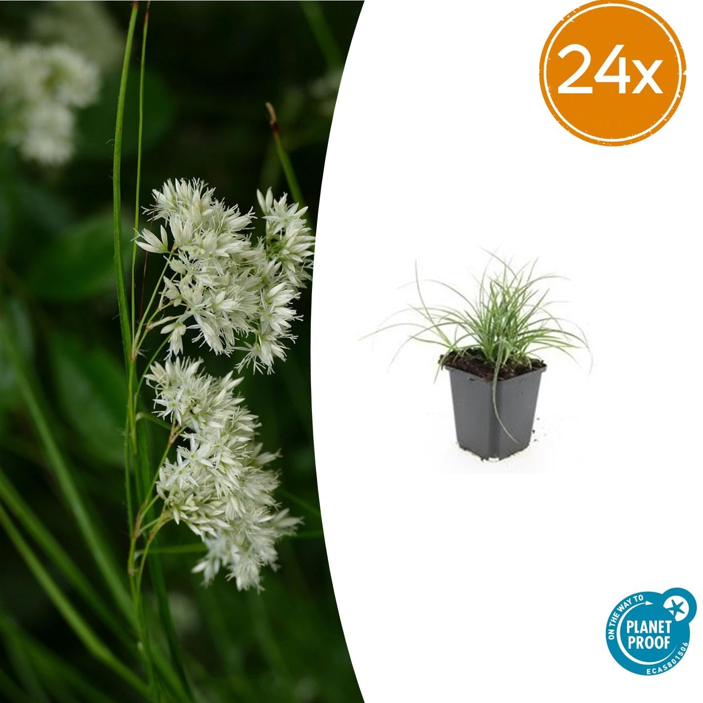 Luzula Nivea Sempreverde Argento, per Giardino, Set da 24, Vaso Ø9 cm
