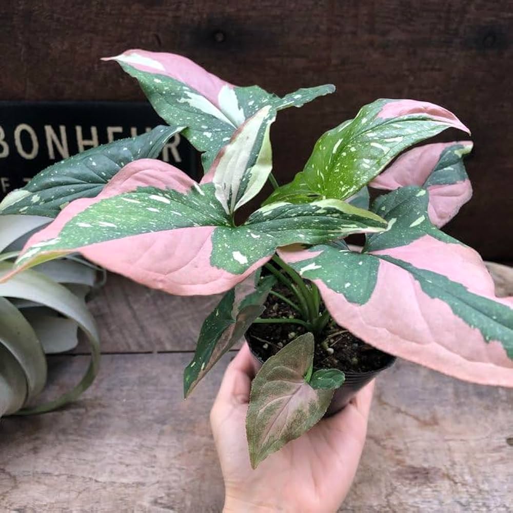 Amazon｜シンゴニウム トリカラー 希少 レッドスポット 観葉植物｜観葉