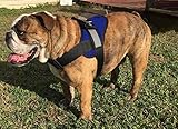 HDP Big Dog Soft No Pull Harness Size:Large Color:Royal Blue
