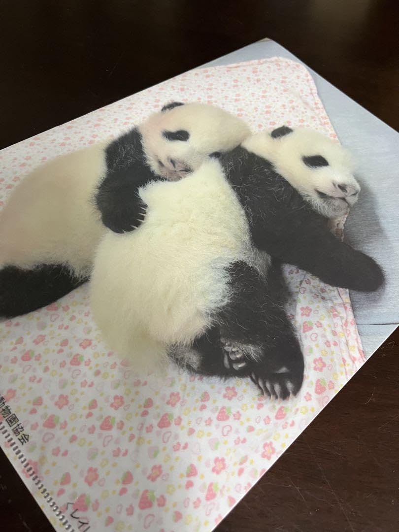 Amazon.co.jp: 上野動物園 パンダ クリアファイル シャオシャオ