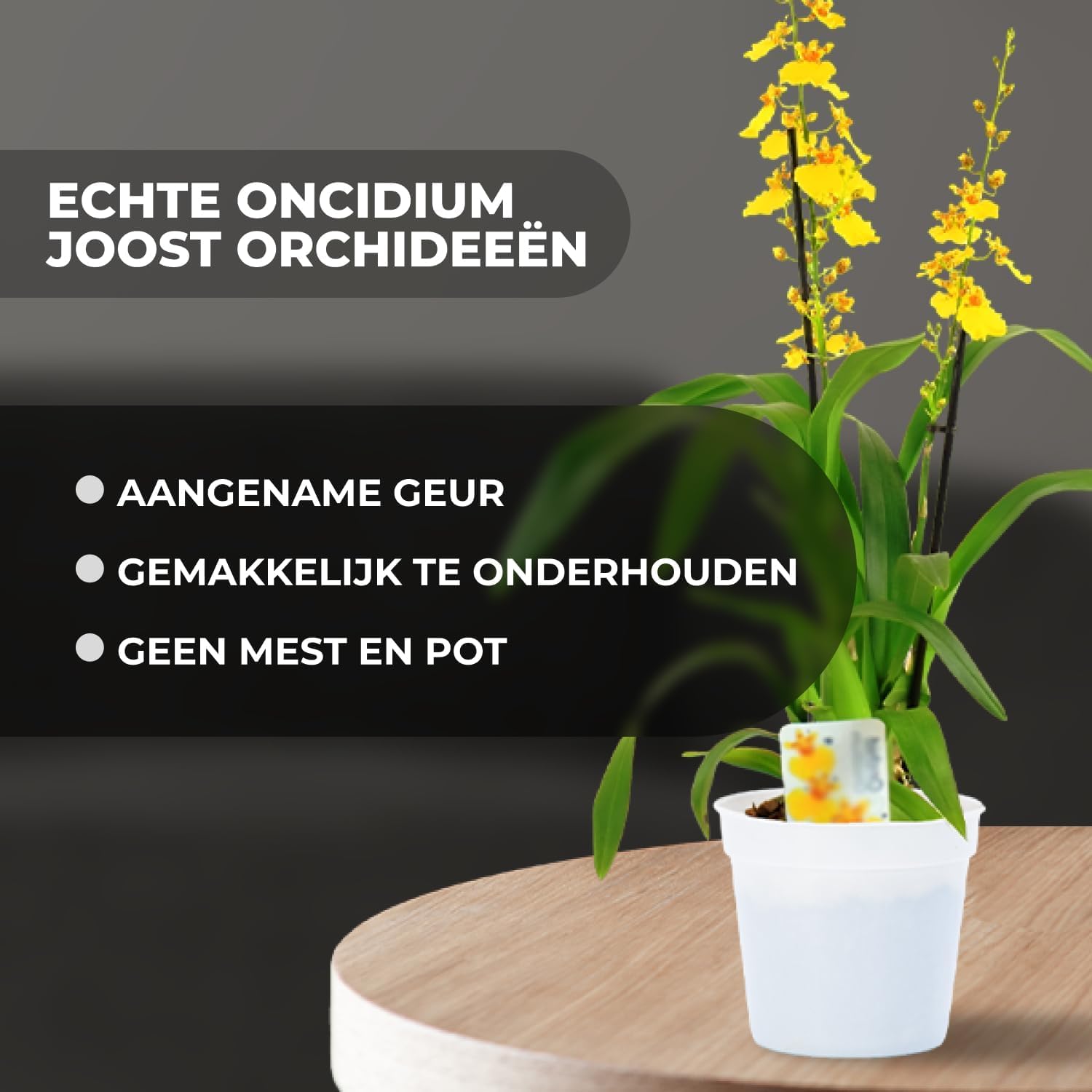 Bamboe Dendrobium Nobile orchideeën Purple Passion, 2 echte grote kamerplanten uit Nederland, 30-40 cm hoog, met bloemen en geurig (geen kunstmatige orchidee, zonder voeding en pot, geen zaad