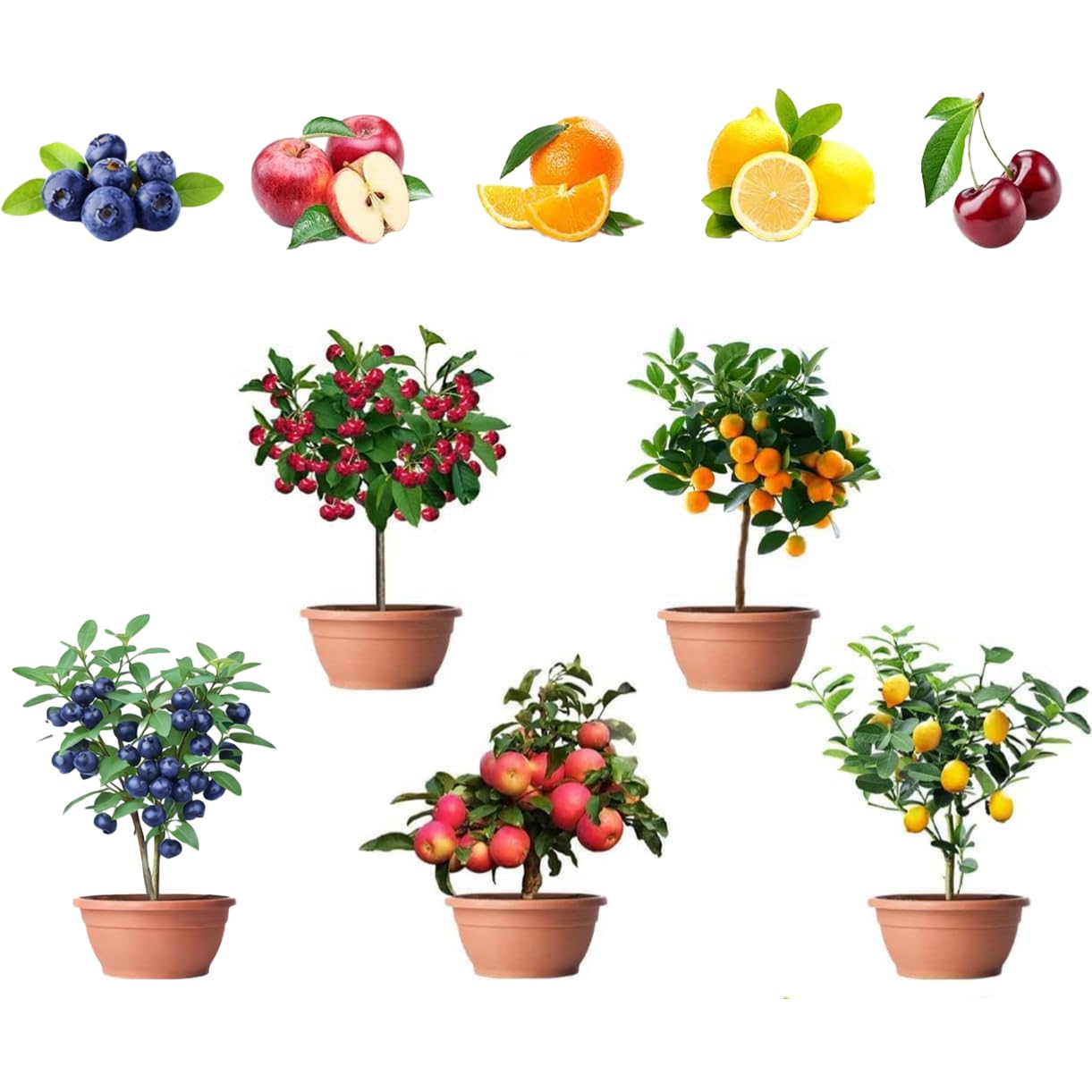 Photo 1 of 160PCS Mixed Dwarf Bonsai Fruit Tree Seeds for Planting – 5 Variety Pack: 40 Lemon, 40 Orange, 40 Apple, 20 Cherry, 20 Blueberry – Heirloom Non-GMO Fruit Seeds for Indoor & Outdoor Garden