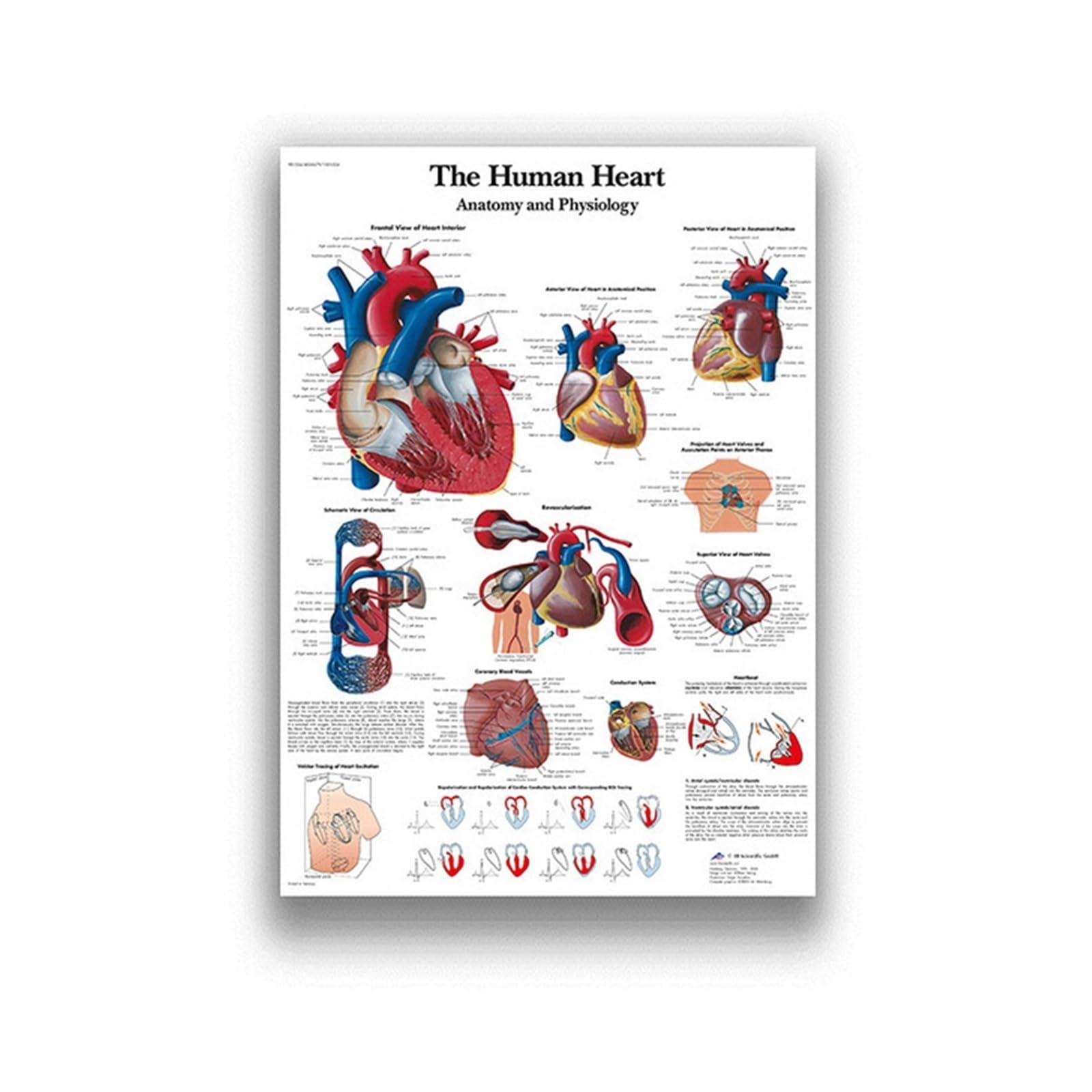 Anatomia człowieka System mięśni Art Canvas Painting, Body Picture and Poster Decoration Medycyna rodzinna Edukacja, bezramowe(13,40X50cm Unframed)