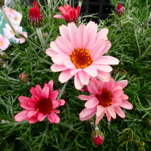 Amazon | ローダンセマム 苗 アプリコットジャム 3.5号 充実株 春花壇