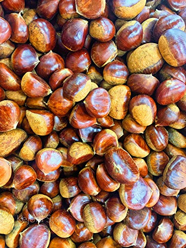 Whole Raw Chestnuts 2 Pounds