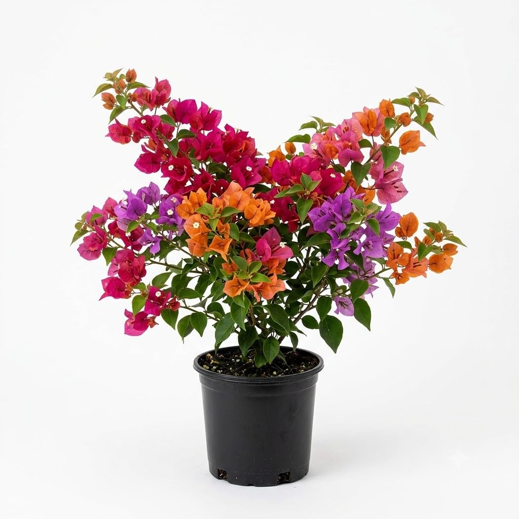 Multicolor Bougainvillea Live Plant with Pot | Grafted Flowering Plant with Vibrant Mixed Color Blooms | Decorative Plant for Home Garden Balcony & Terrace-image-25