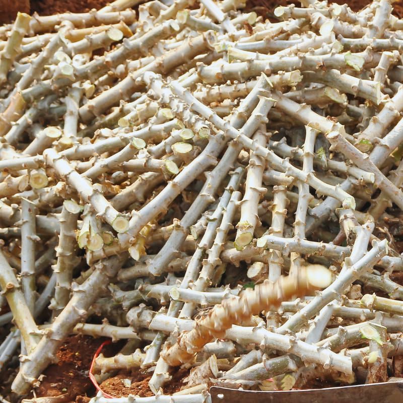Set 10 Cassava Cuttings for Planting, 6 to 9 Inches Long, Cassava Plant Live Cuttings for Growing Outdoor Indoor