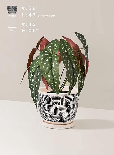 Miniatura 6 de LE TAUCI Macetas bohemias de 5.5 pulgadas para interiores, macetas de cemento artesanal para plantas, macetas para suculentas con agujeros de