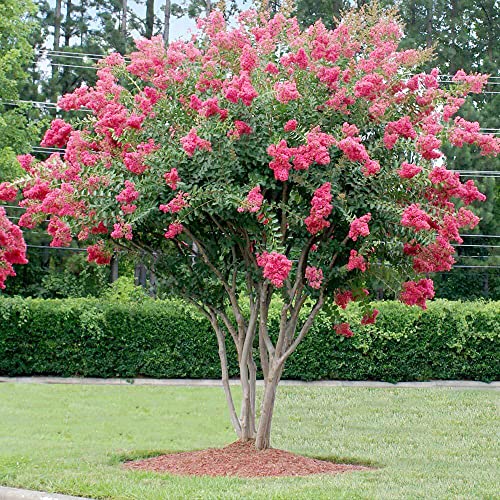 Crape Myrtle Seeds Lagerstroemia Indica Low Maintenance Showy Drought Tolerant Deer Resistant Borders Hedges Screens Outdoor Deciduous Tree Large Shrub 35Pcs by YEGAOL Garden
