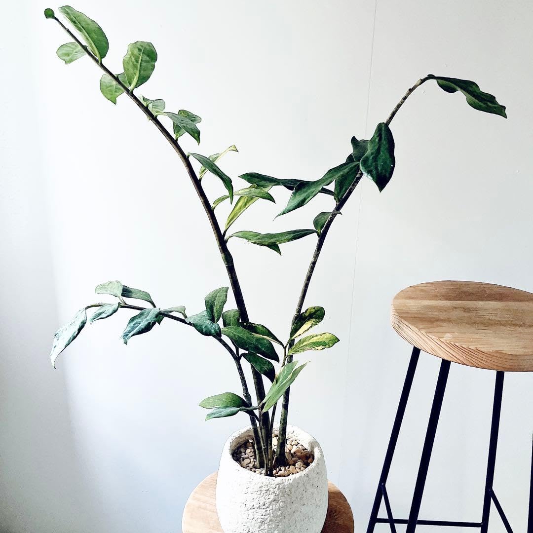 斑入りザミオクルカス セメントポット仕立て 観葉植物 Amazon｜《希少》ザミオクルカス 斑入り セメントポット仕立て 観葉
