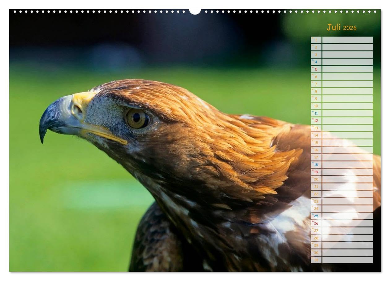 Tiere des Waldes (hochwertiger Premium Wandkalender 2026 DIN A2 quer), Kunstdruck in Hochglanz: Naturkalender mit 13 Tiermotiven (CALVENDO Tiere)