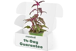 Rooted Purple Passion Swallowtail Butterfly Plant