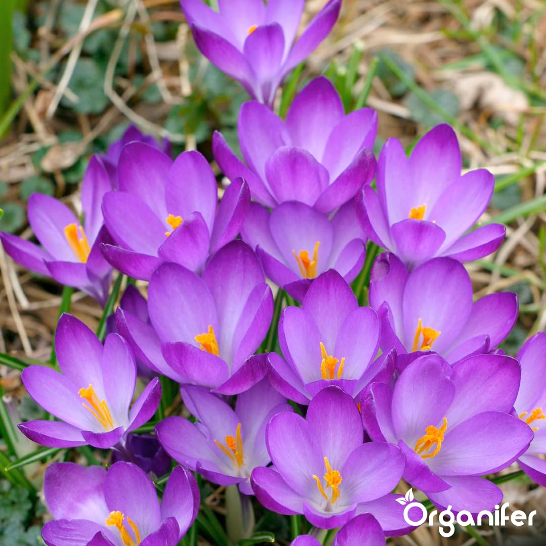 Fertilizante Líquido - 4x1L - Para Floración Precoz - NPK 3-4-3 | Plantas Vigorosas Y Floración Duradera - Organifer