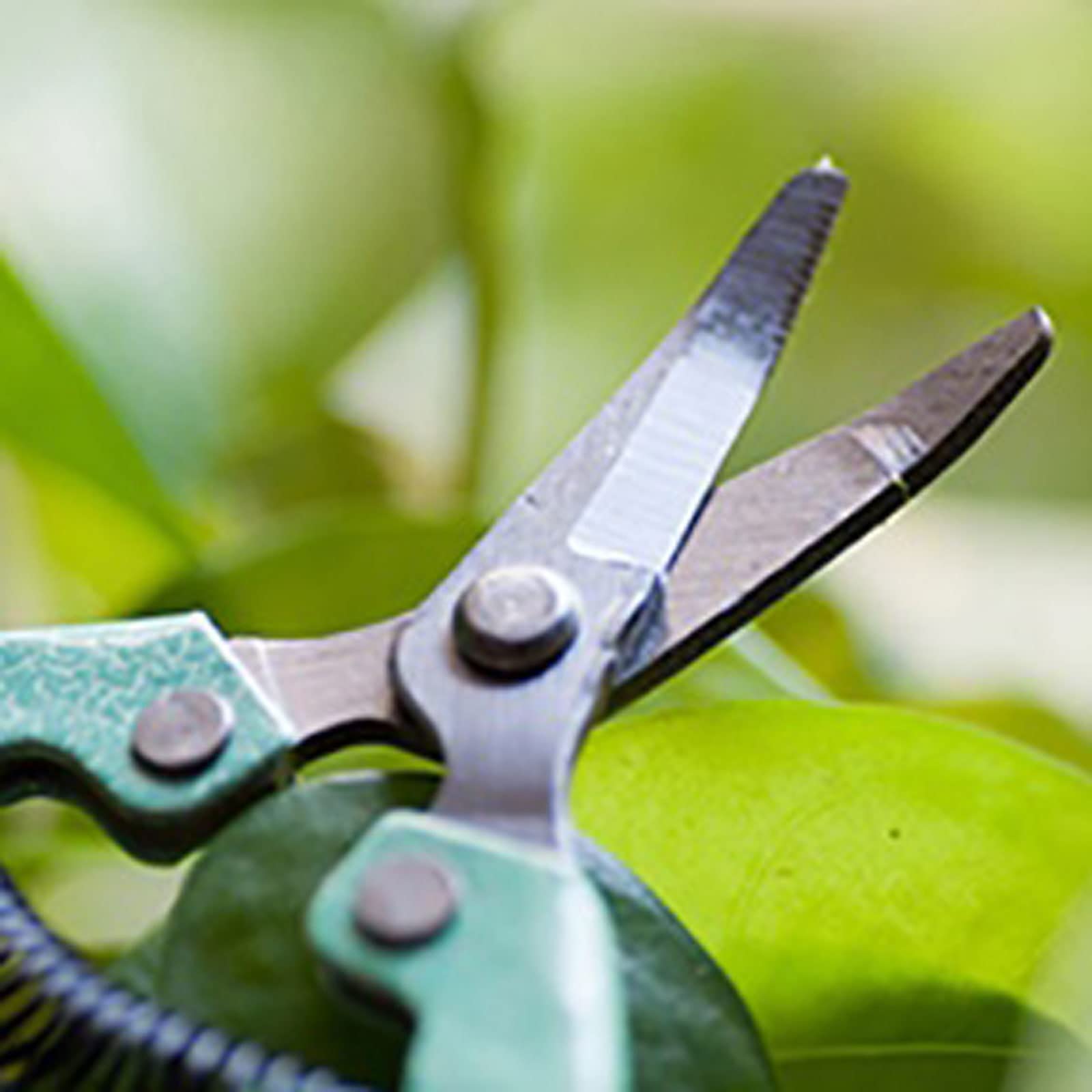 Ciseaux de Taille de Plantes, Coupe-Jardin, Outils de Jardinage, cisailles à Fleurs, sécateur, Outil de Taille à Main, 1 pièce