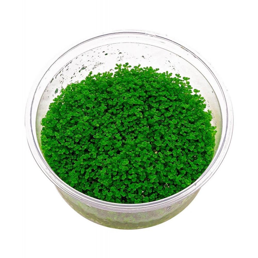 Hemianthus callitrichoides Cuba in Vitro Pianta Tappezzante Acquario Dolce